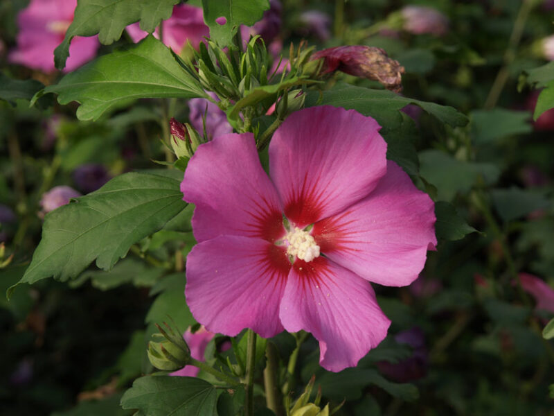 Hibiscus syriacus 'Russian Violet', taip pat žinoma kaip 'Floru